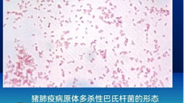 猪肺疫的临床症状及防治-上海邦森