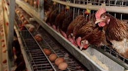 蛋鸡红粪饲料便产蛋水平低下的原因解析-上海邦森