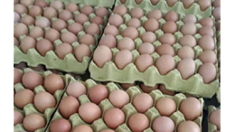 鸡蛋供需低的原因-上海邦森