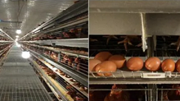 上海邦森分享营养与免疫在蛋鸡养殖中的关系