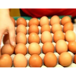 速壮丁在产蛋鸡上的应用