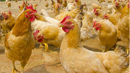上海邦森分享，肉蛋兼用型土鸡的饲养管理之品种的选择