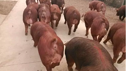 上海邦森分享春季养猪三个方法