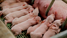 12条小猪疾病防治技术-上海邦森