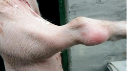 猪“关节肿胀”易发的3种疾病-上海邦森