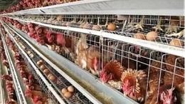 秋季蛋鸡养殖存在的问题-上海邦森