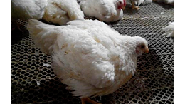 鸡传染性支气管炎的防治-上海邦森