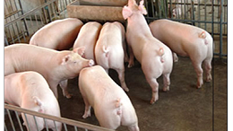 上海邦森技术分享秋冬季猪场的疾病控制方案