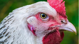 鸡4种异常粪便与常见病的关系-上海邦森