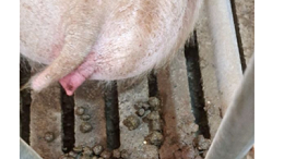 母猪便秘的6大因素-上海邦森