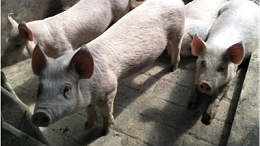 猪呼吸道疾病防控方案-上海邦森