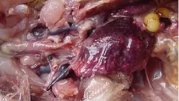 肉鸡呼吸道病黑肺形成的原因-上海邦森