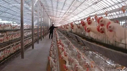 上海邦森分享冬季养鸡要注意的两种疾病
