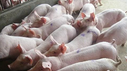 猪群健康高产的三个方法-上海邦森