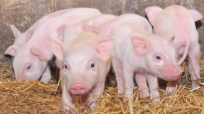 保育猪的饲养管理