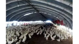 上海邦森分享提高蛋鸭产蛋率的五大方法