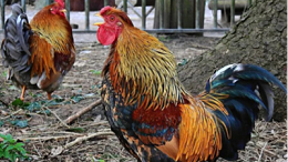秋季养鸡如何做好管理-上海邦森