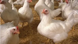 上海邦森分享家禽感冒与大肠杆菌引起包心包肝的9大区别