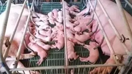 上海邦森分享母猪分娩的2个细节