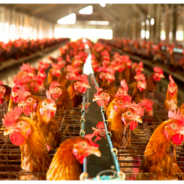 上海邦森技术分享八大因素易引发鸡呼吸道疾病