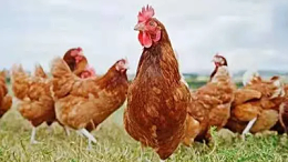 春季养鸡的6大注意事项-上海邦森