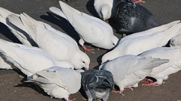 上海邦森技术知识：鸽子突然死亡的原因