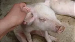 20个细节让您的猪减少发病-上海邦森分享