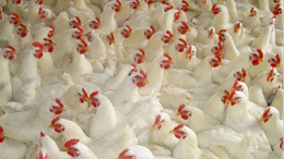 秋冬季节如何防控鸡慢性呼吸道病-上海邦森