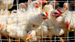 冬季鸡发呼吸道病的8点原因-上海邦森