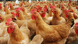 鸡不同营养缺乏产生的症状--上海邦森分享