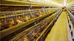 上海邦森教您5招确保蛋鸡低温天气的安全生产