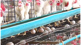 上海邦森教您7招，让每万只蛋鸡每天多增收！