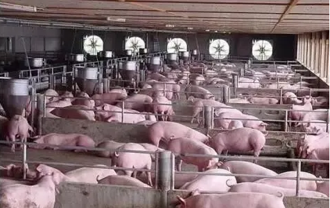 猪场怎么应对猪呼吸道疾病