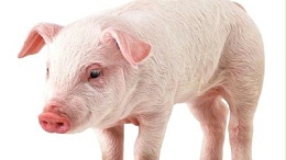 上海邦森分享猪“高热”的原因是免疫抑制