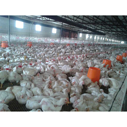 上海邦森速壮丁在蚌埠德康肉鸡养殖场的使用反馈