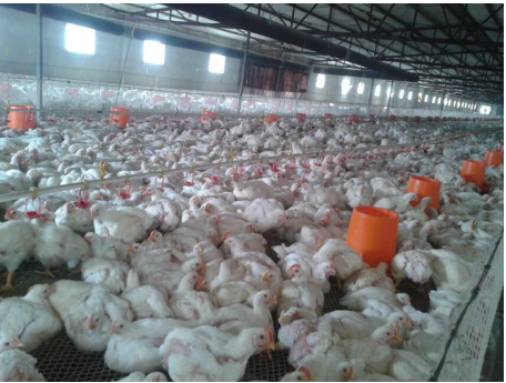 上海邦森速壮丁在德康肉鸡养殖场的使用