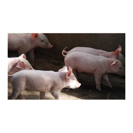 上海邦森猪价行情分享，猪价会疯涨吗？