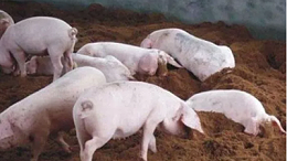 上海邦森教您3招提高养猪效益