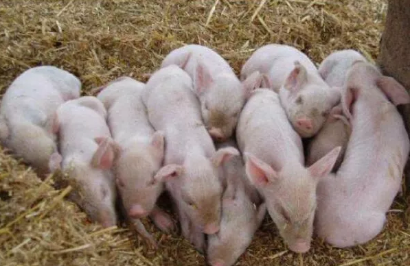 如何提高猪经济效益