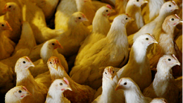 秋季鸡呼吸道疾病的发病原因-上海邦森