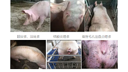上海邦森紧急提醒：5大信号辨别母猪健康水平，快自查！