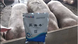 上海邦森肌骨丰猪场提高效益的有效方法，获得客户的认可