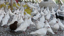 上海邦森鸽疾病防控方案（一）