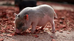 僵猪脱缰的方法，上海邦森分享