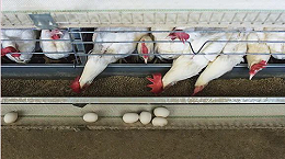 禽流感疫情全球大爆发，中国鸡苗价格飙升鸡蛋价格稳定-上海邦森