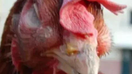 鸡呼吸道疾病怎样区分-上海邦森
