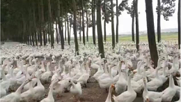 上海邦森分享种鸭的饲养管理的5个要点