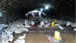 上海邦森分享种鸭的疫病防治的5个要点