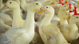 上海邦森推荐肉鸭药物管理预防程序