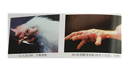 冬季禽流感高发，上海邦森教您轻松应对禽流感